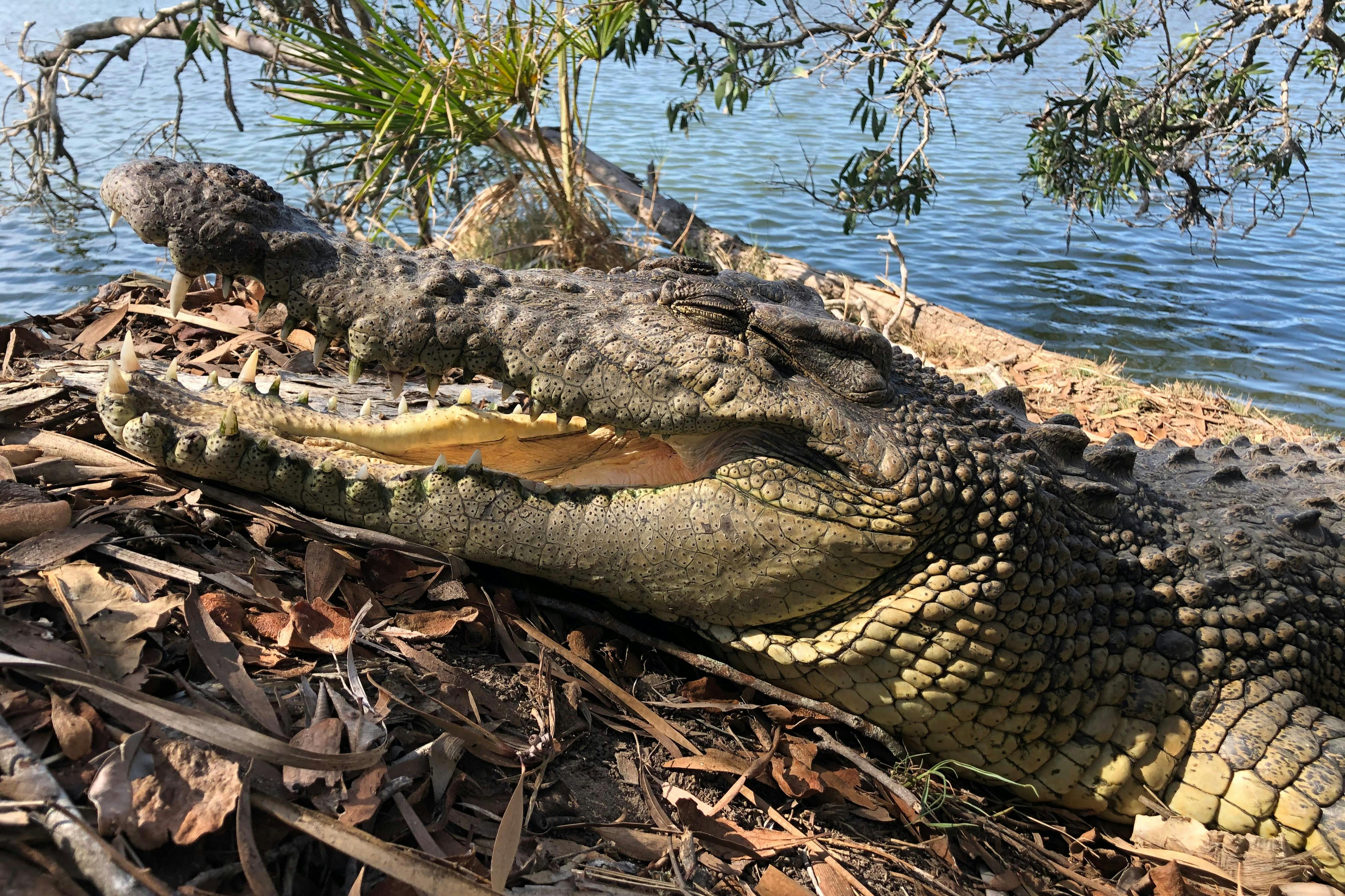En krokodil med öppen mun ligger på torra löv nära en vattenförekomst, med överhängande grenar och lövverk.