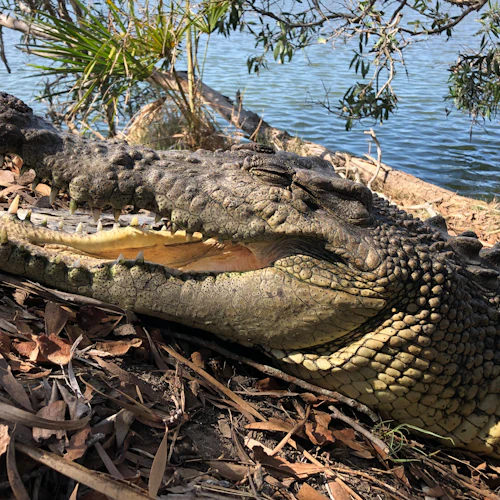 Koorana Crocodile Farm: Guided Tour