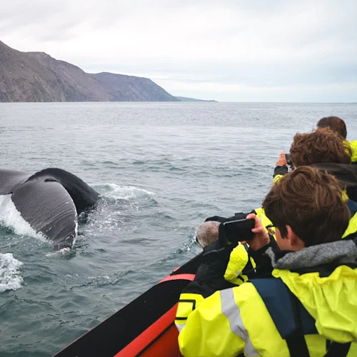 Whales And Puffins: RIB Speedboat Tour - Photo 2