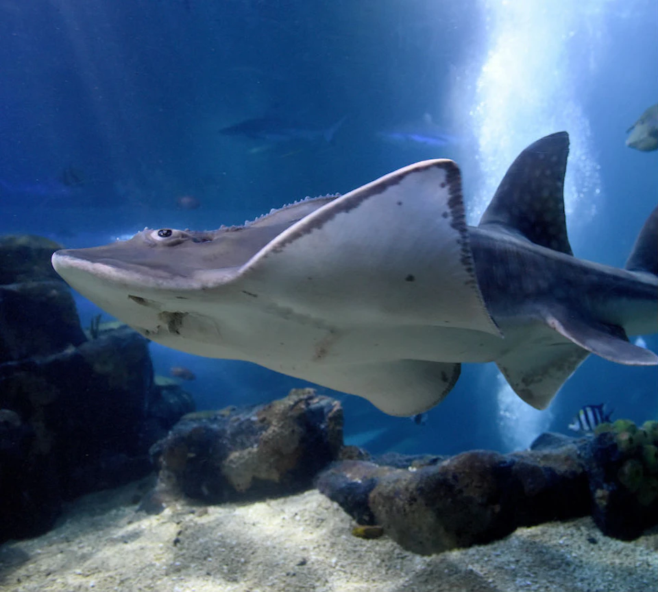 A stingray swims near the sandy bottom and rocks inside a blue-lit aquarium. Other fish are visible in the background.