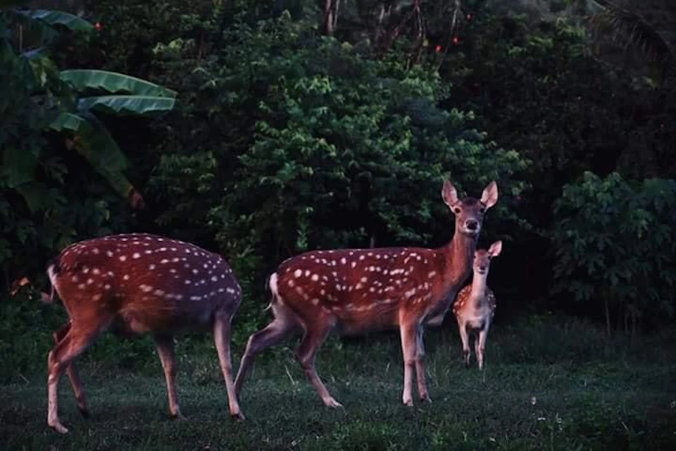 Three spotted deer standing on grass in front of dense green foliage, with one looking directly at the camera.