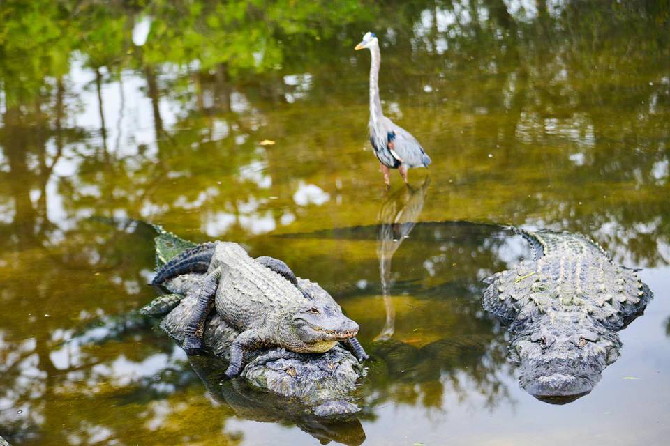 An alligator rests on a rock in a pond, with a heron standing in the water nearby. Trees are reflected in the water.