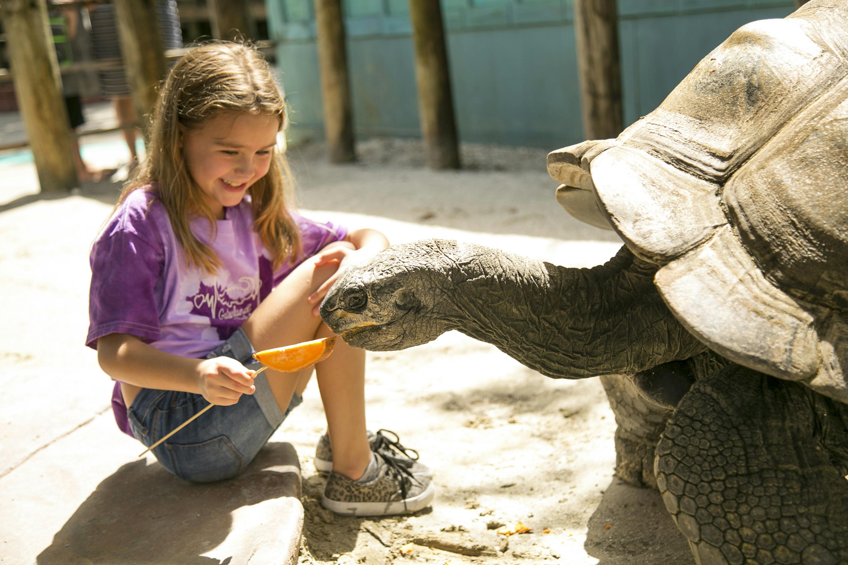 Girl in a purple shirt feeding a tortoise with a bowl on a bright sunny day, surrounded by wooden posts and sand.