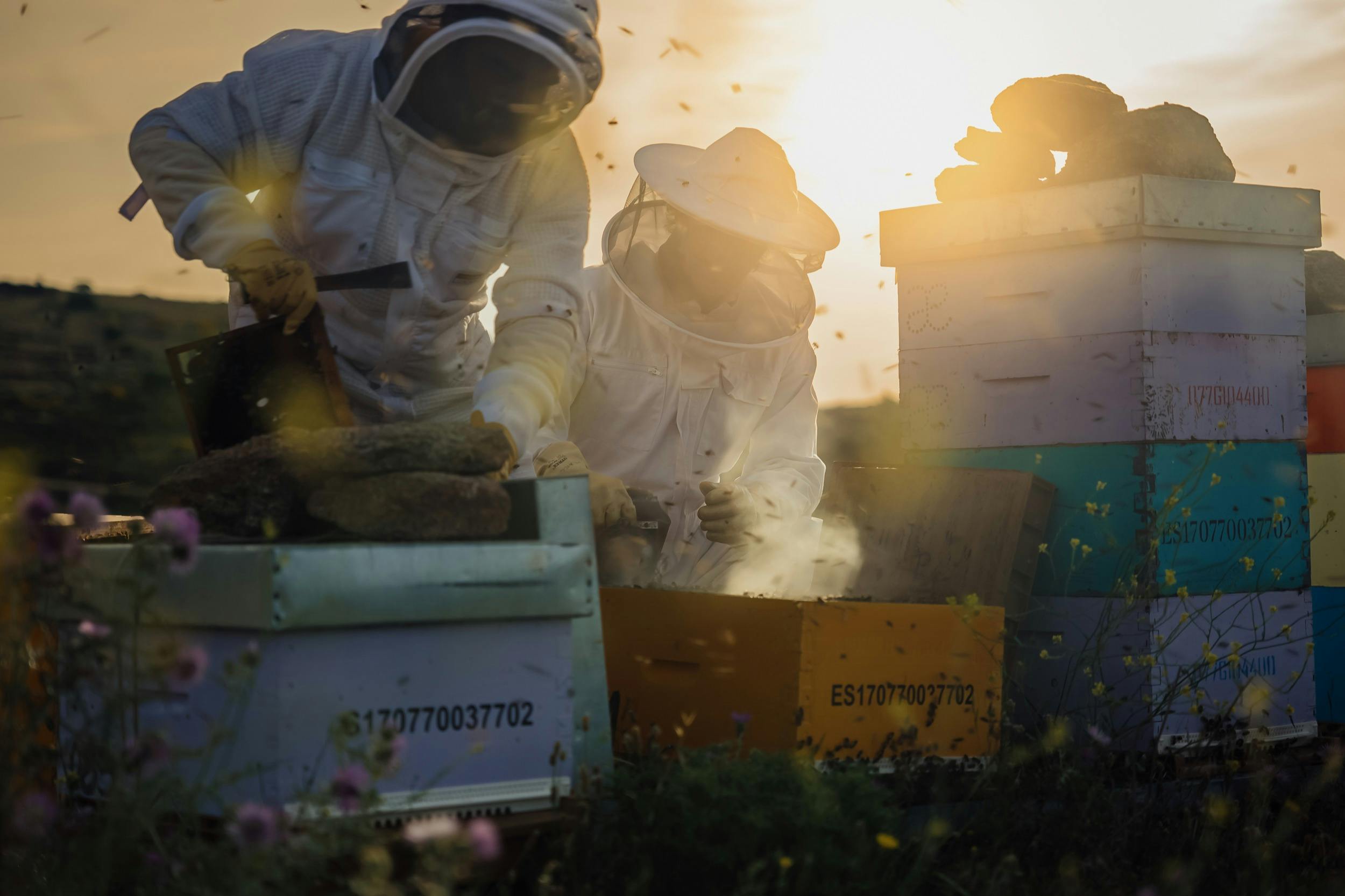 Prozkoumání úlů při západu slunce