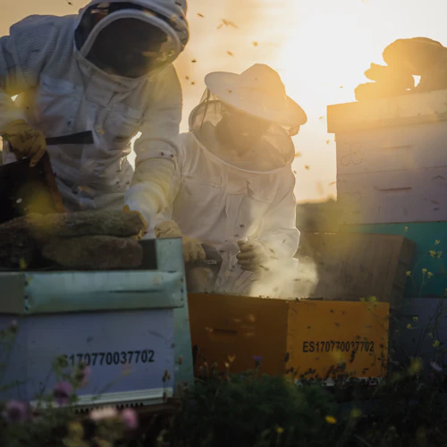 Beekeper Experience and Honey Tasting at Abellaires Empordanesos