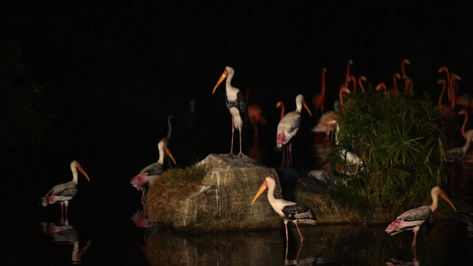 Vinpearl Safari Phu Quoc: Night Safari Ticket + BBQ Skewer Dinner