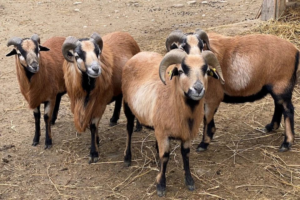 Tibetan goat