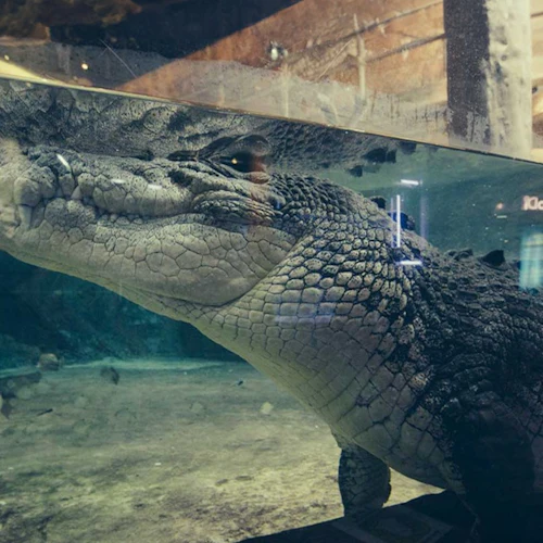 Istambul: ingresso para o Emaar Aquarium & Underwater Zoo - Photo 5