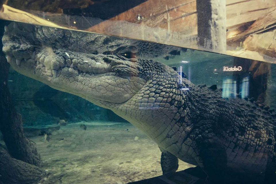 Emaar Aquarium & Underwater Zoo