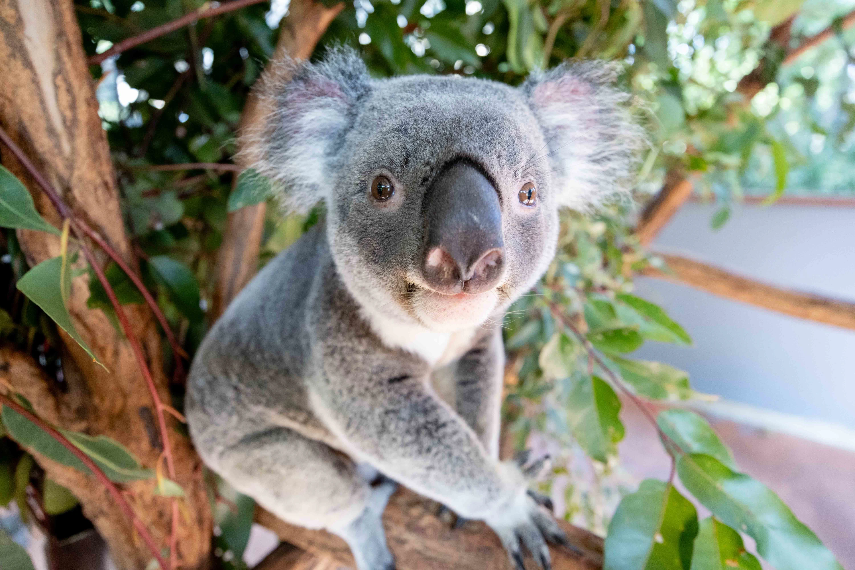 Lone Pine Koala Sanctuary: Entry Ticket