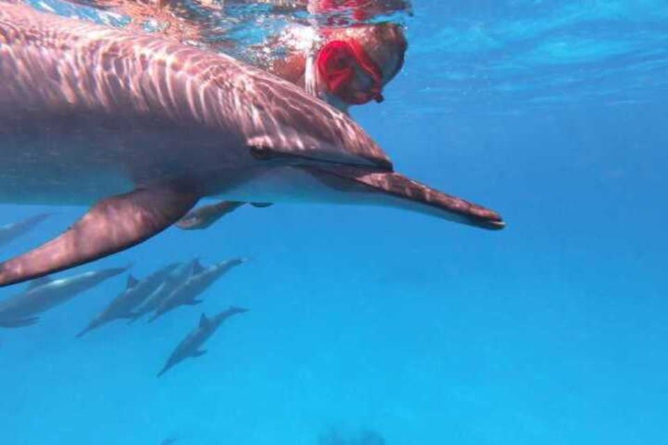 Ύφαλος Δελφινιών Marsa Alam