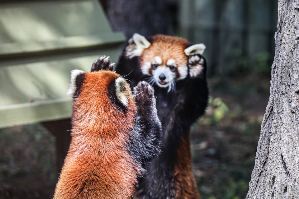 Two red pandas facing each other with raised paws, appearing playful, in an outdoor setting with blurred background.