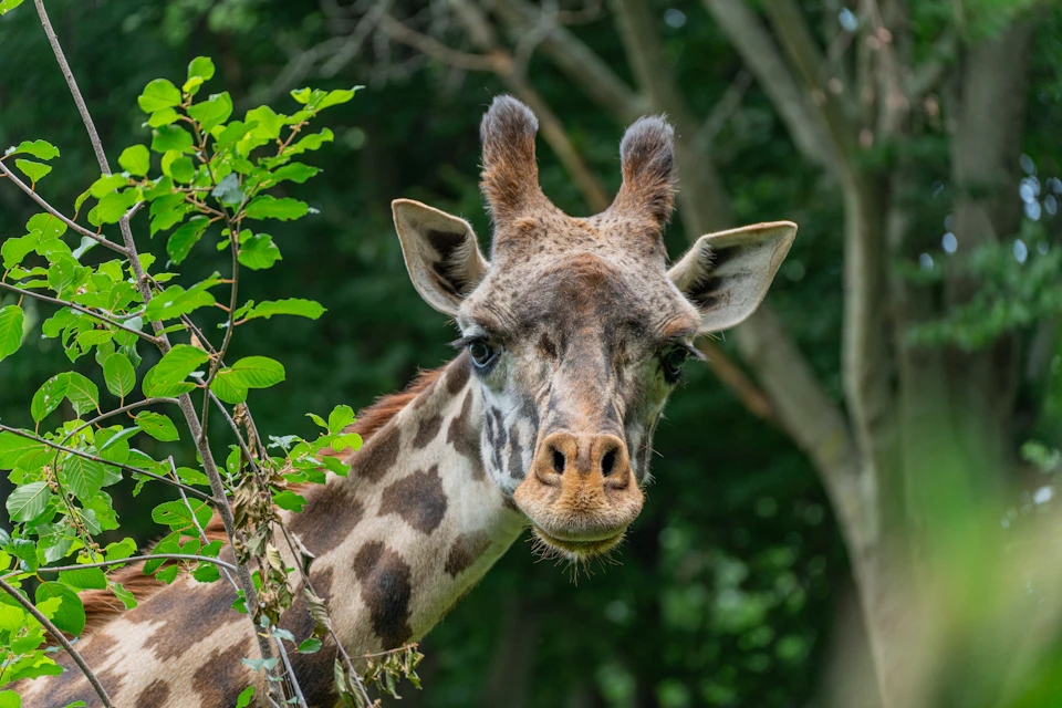 A giraffe is peering through green foliage, with a background of trees and branches.
