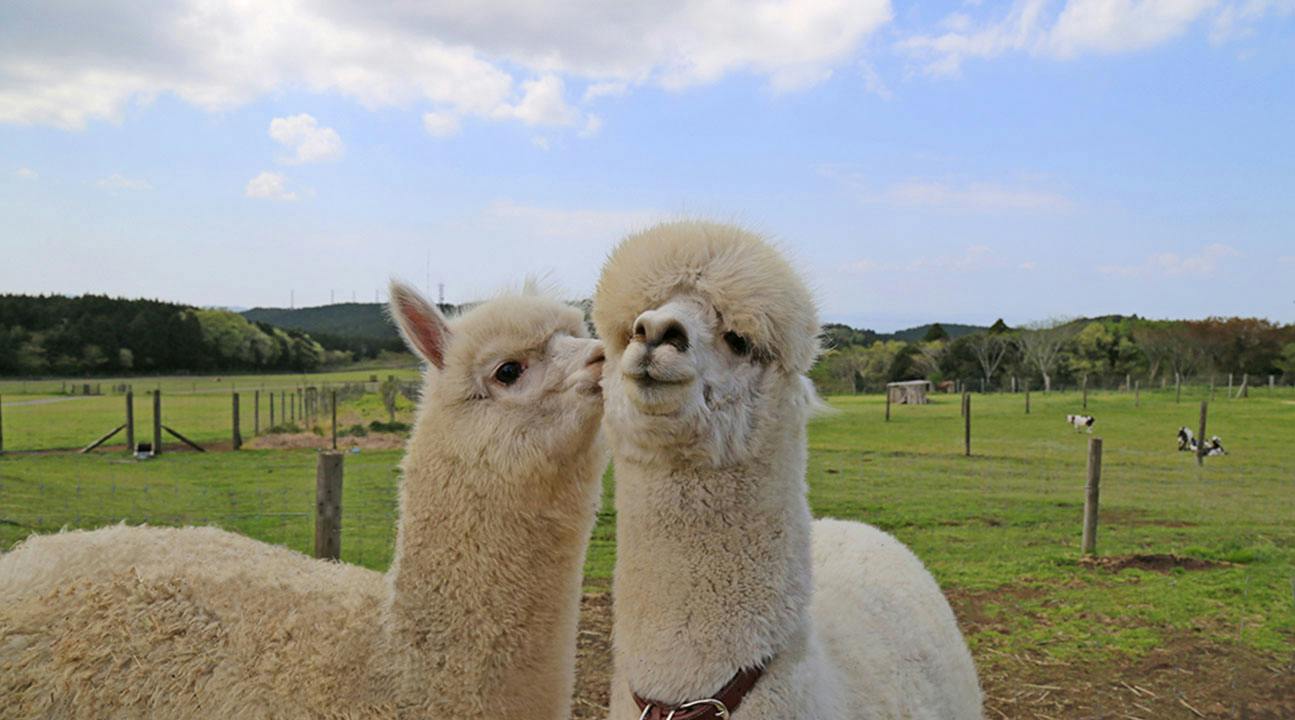 Chiba Mother Farm Tokyo: Admission + Round-Trip Bus Ticket