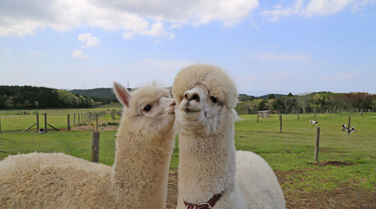 Two alpacas standing in a grassy field; one appears to nuzzle the other affectionately.