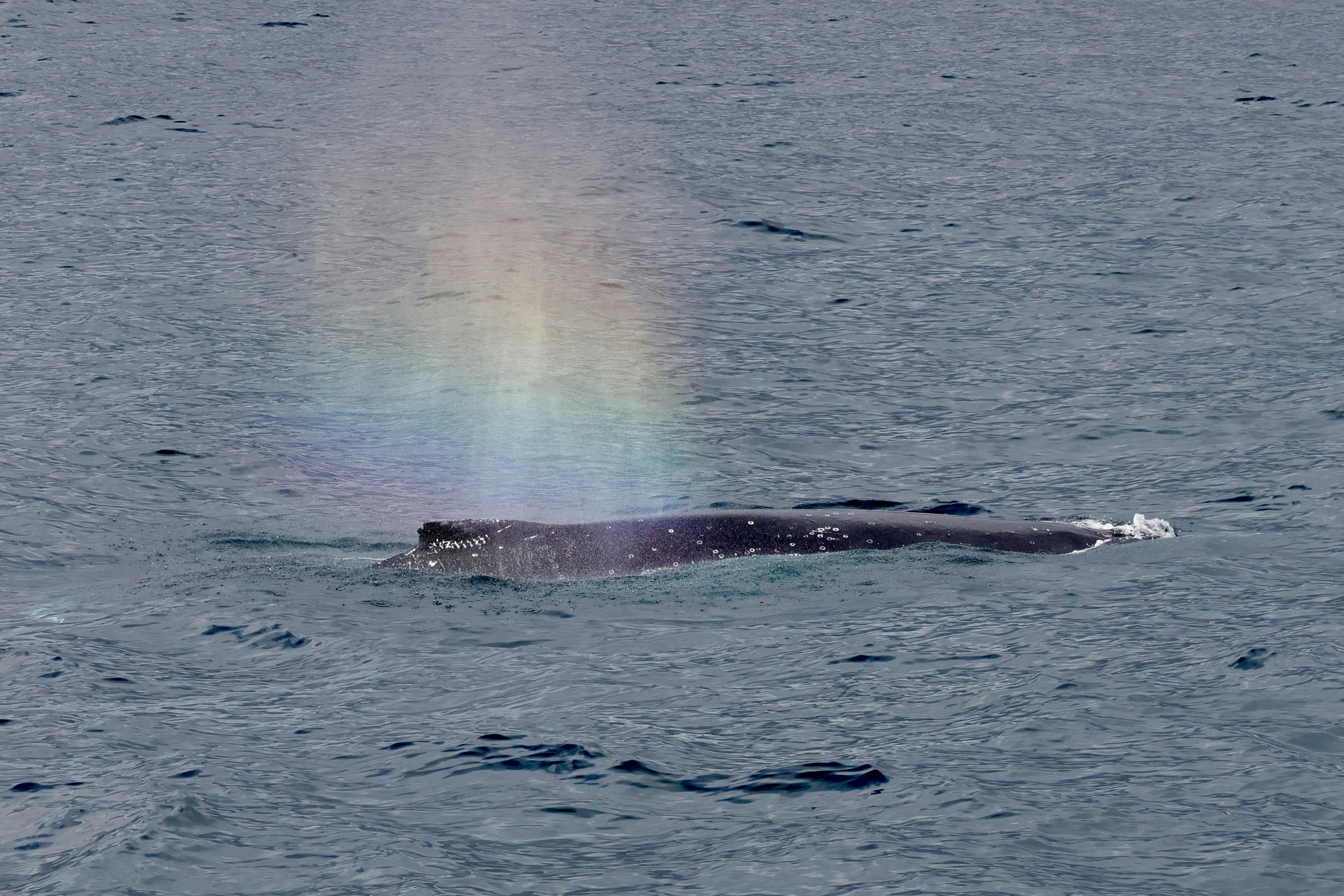 Rainbow Humpback