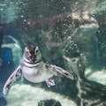 ジェノヴァ水族館：ペンギン