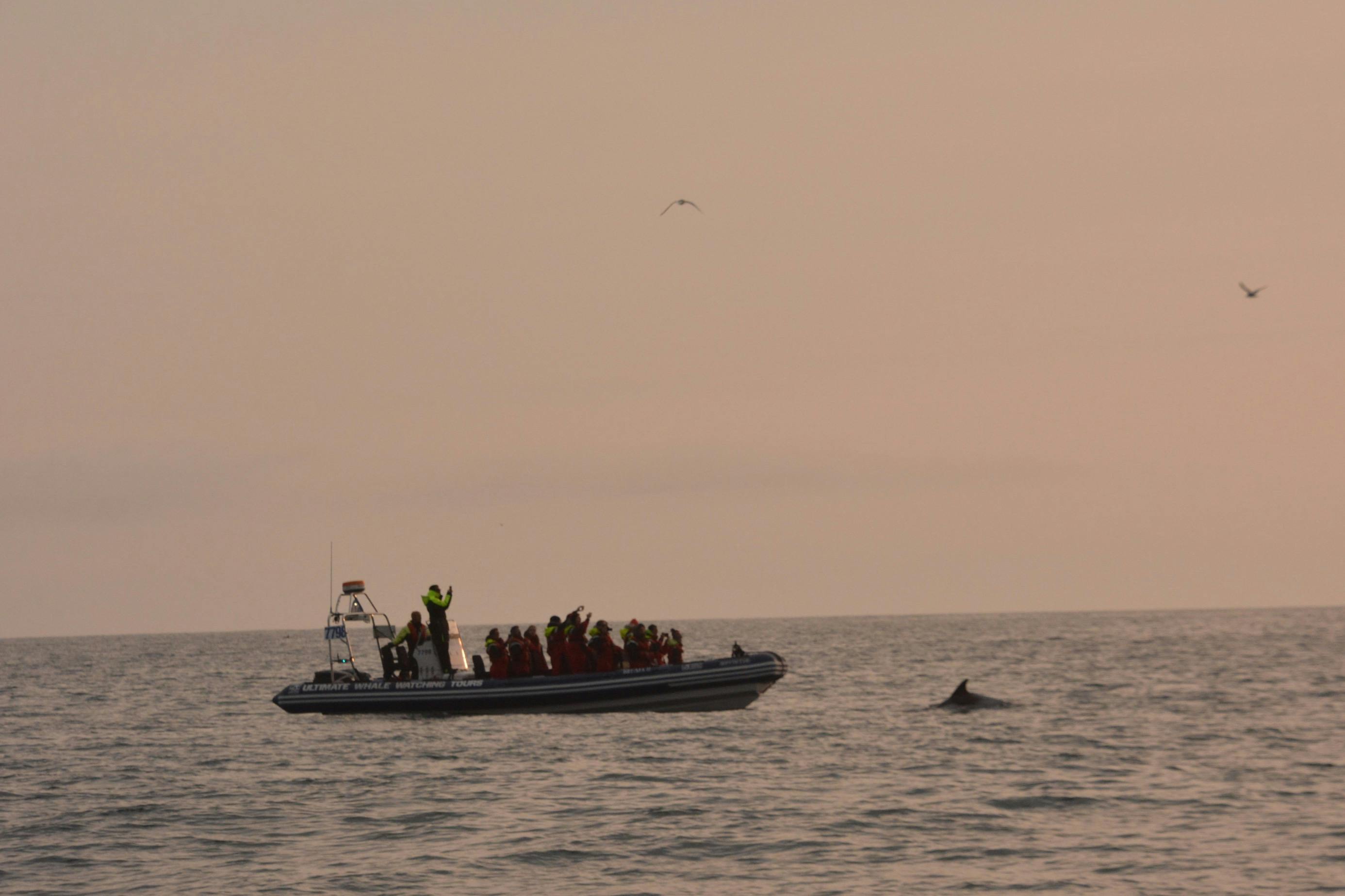 Ein Weißschnauzendelfin taucht in der Mitternachtssonne neben unserem Boot auf.