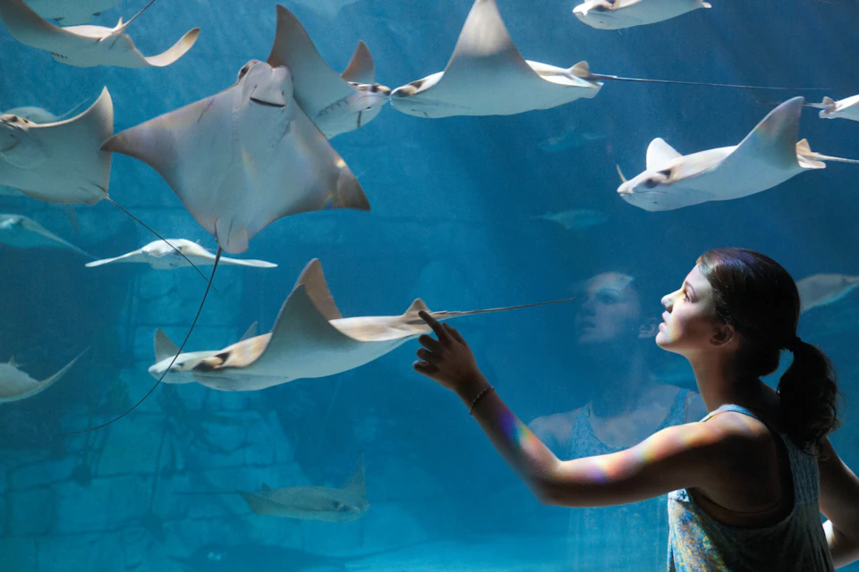 SeaWorld Orlando: Fast Track Ticket