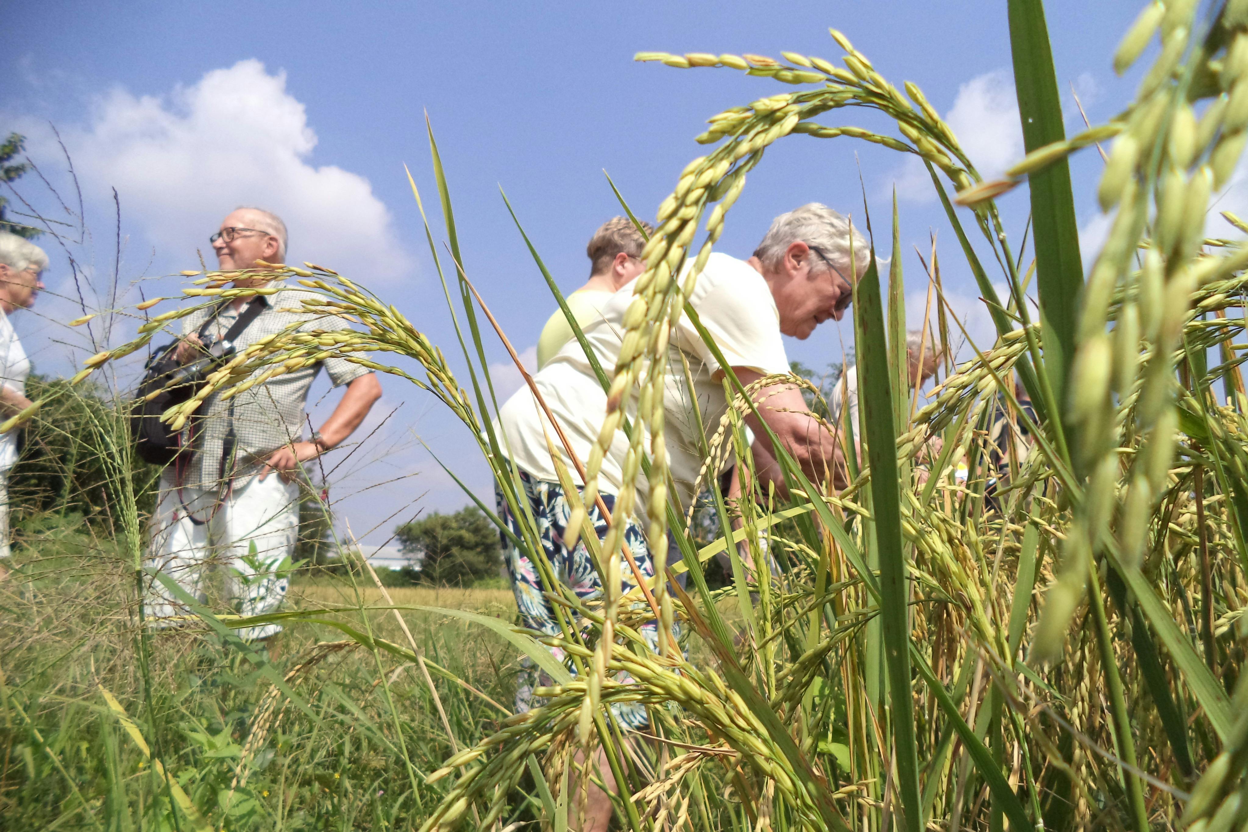En savoir plus sur les cultures de riz (si elles n'ont pas été récoltées)