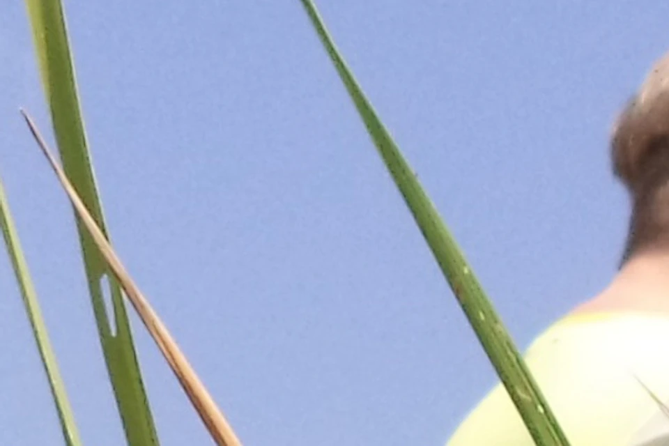 Learn more about the rice-crops (if not harvested)