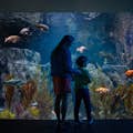 Mutter und Sohn vor einem Aquarium im Aquarium of the Pacific