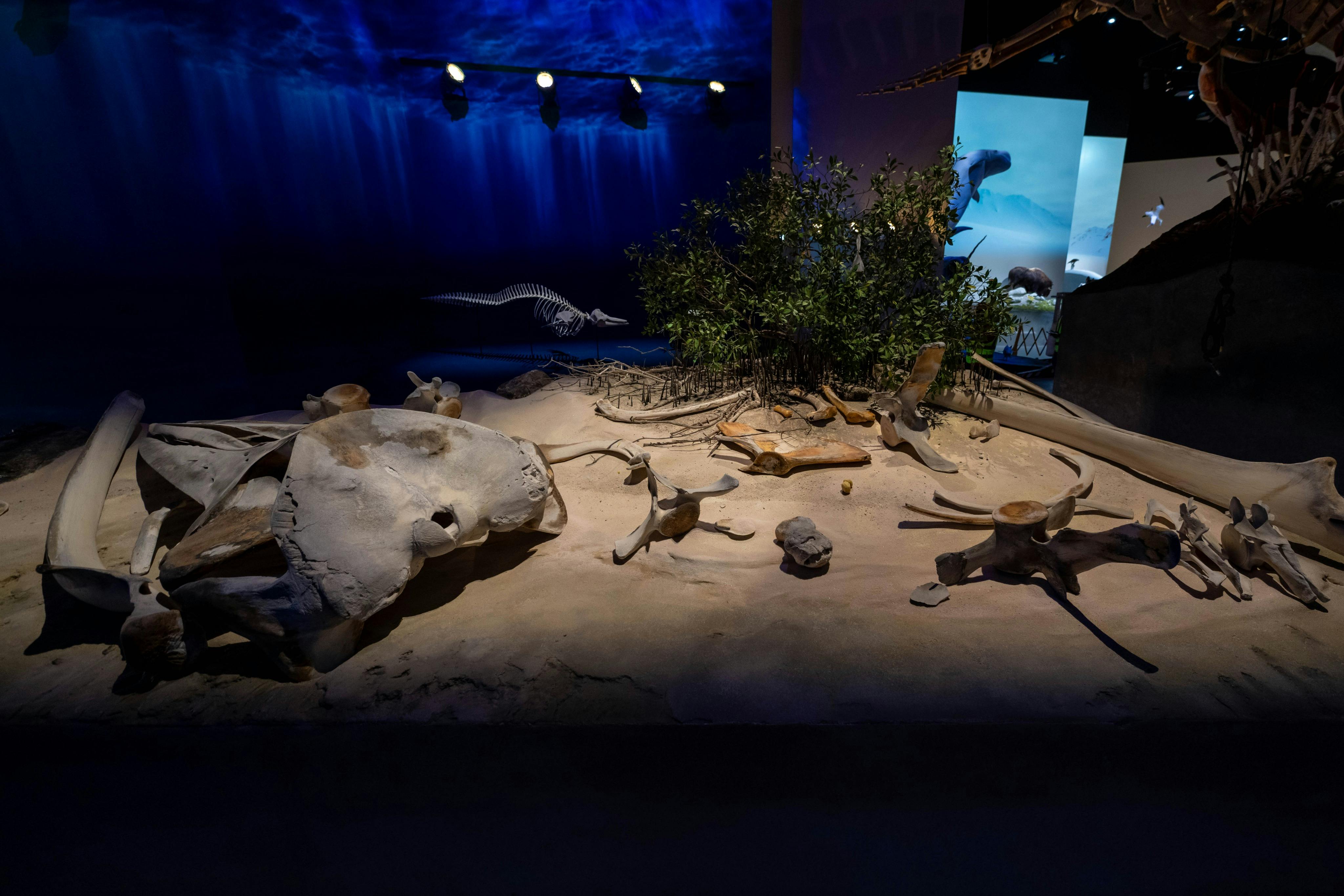 Natural History Museum Abu Dhabi: Entry Ticket in Abu Dhabi – Tiqets