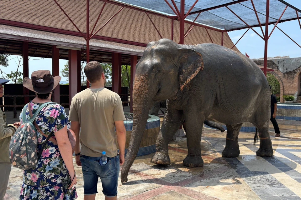 Beautiful elephants