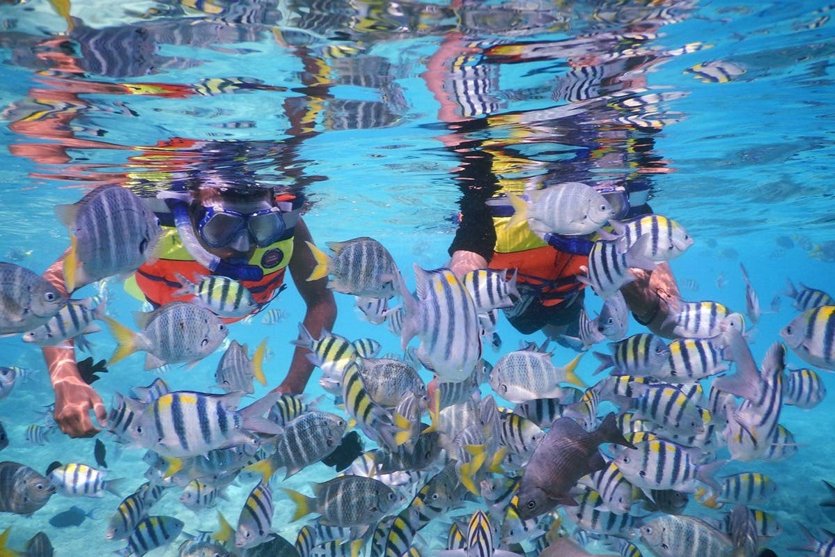 Marint liv Padang Bai