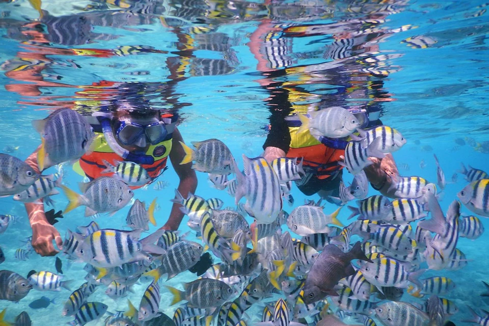 Marine life Padang Bai