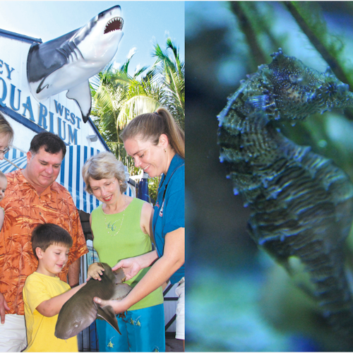 Key West Aquarium: Entry Ticket