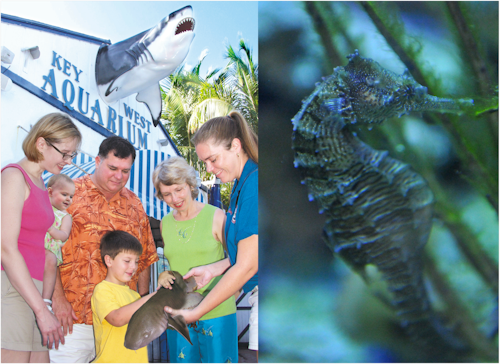 Key West Aquarium: Entry Ticket