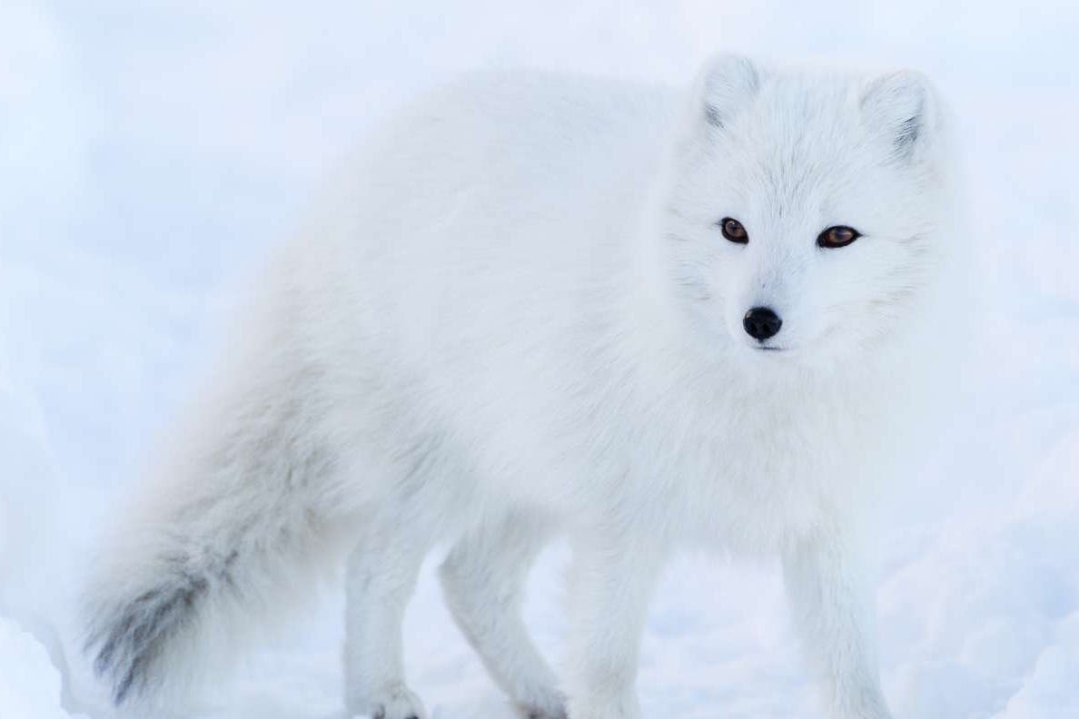 动物园里的动物