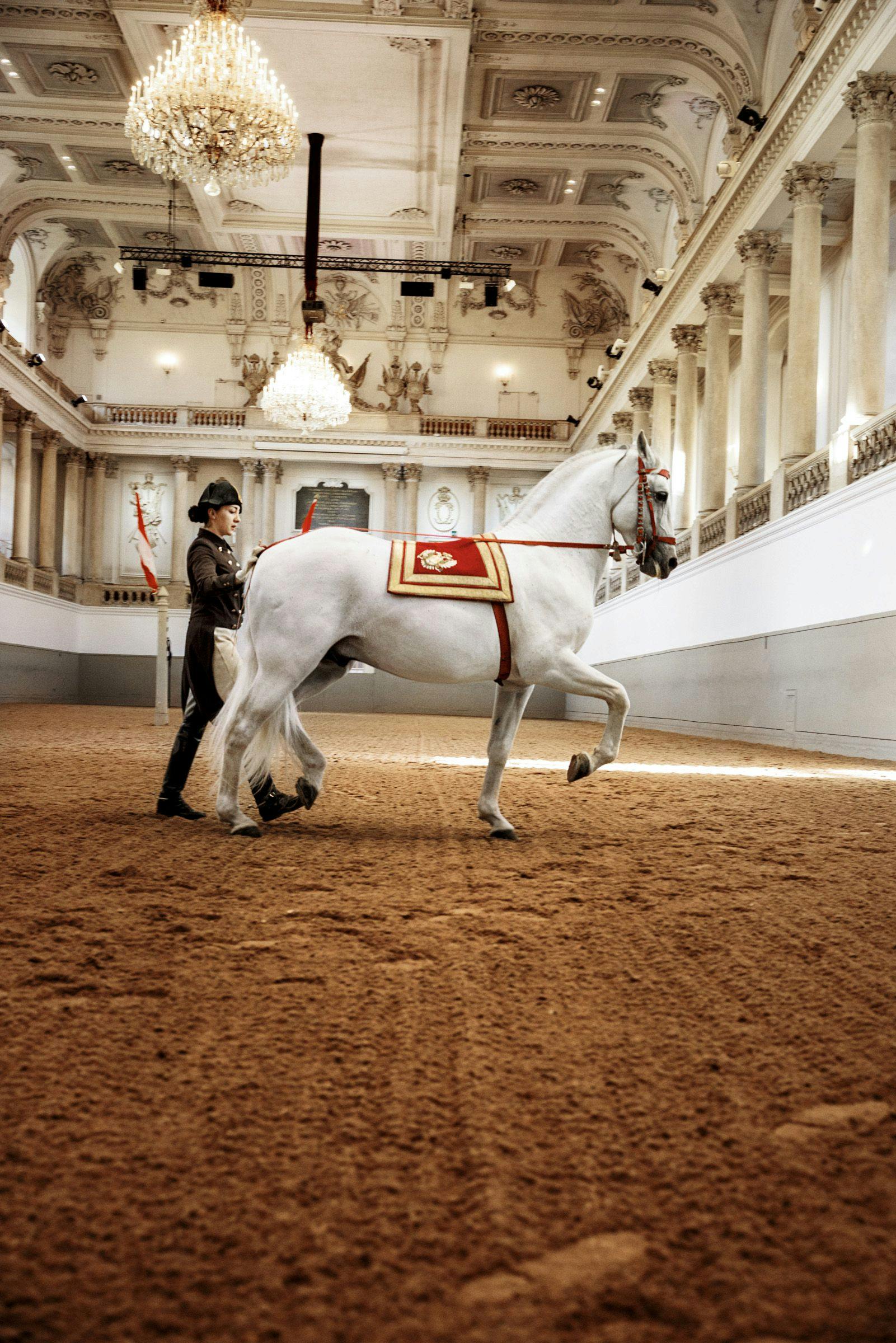 A person in a riding outfit leads a white horse with a red and gold saddle in an ornate indoor arena with chandeliers.