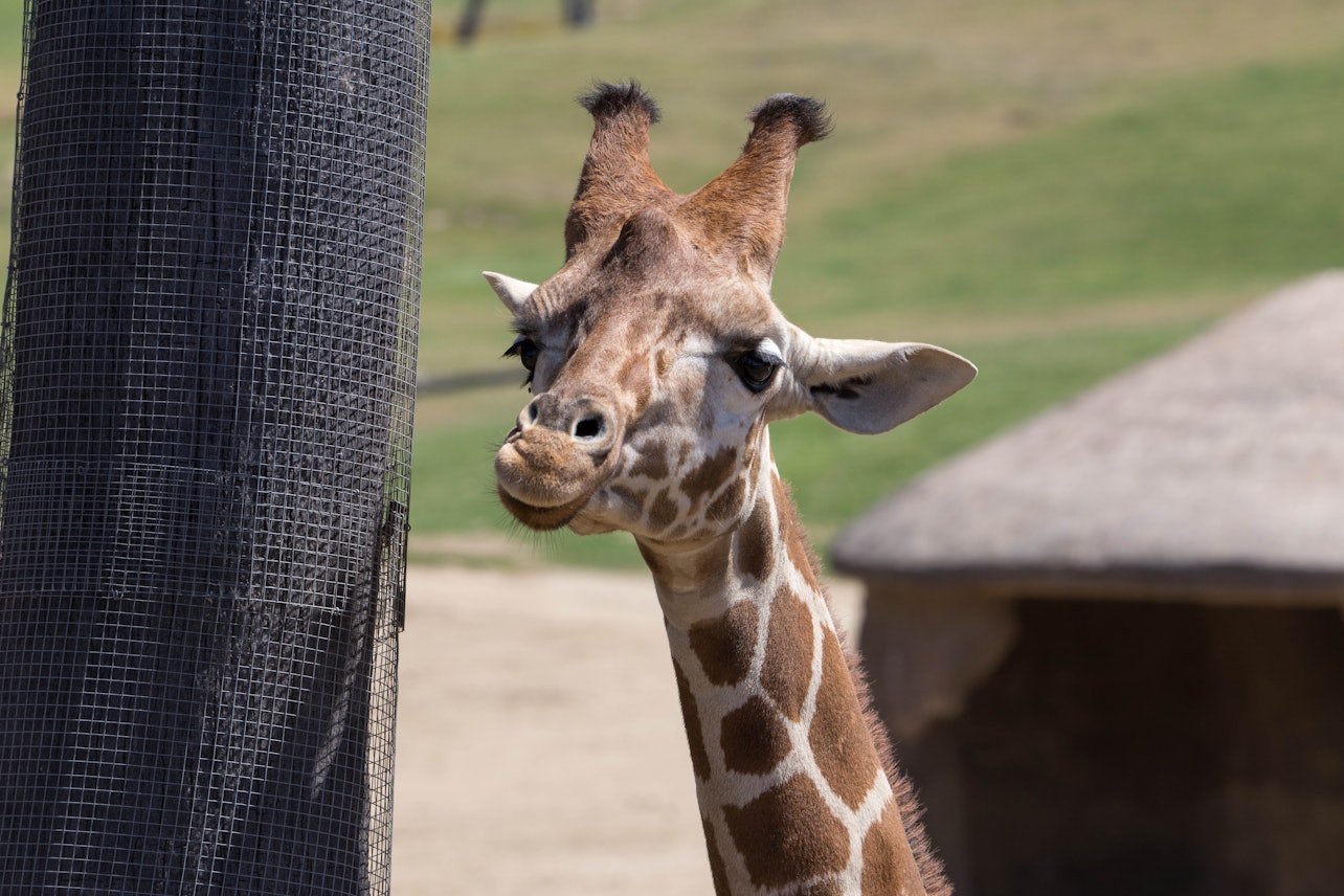 San Diego Zoo Safari Park - Accommodations in San Diego