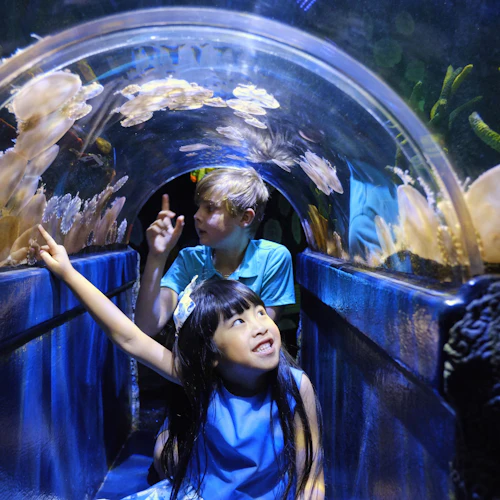 Aquário SEA LIFE Melbourne: bilhete de entrada - Photo 6