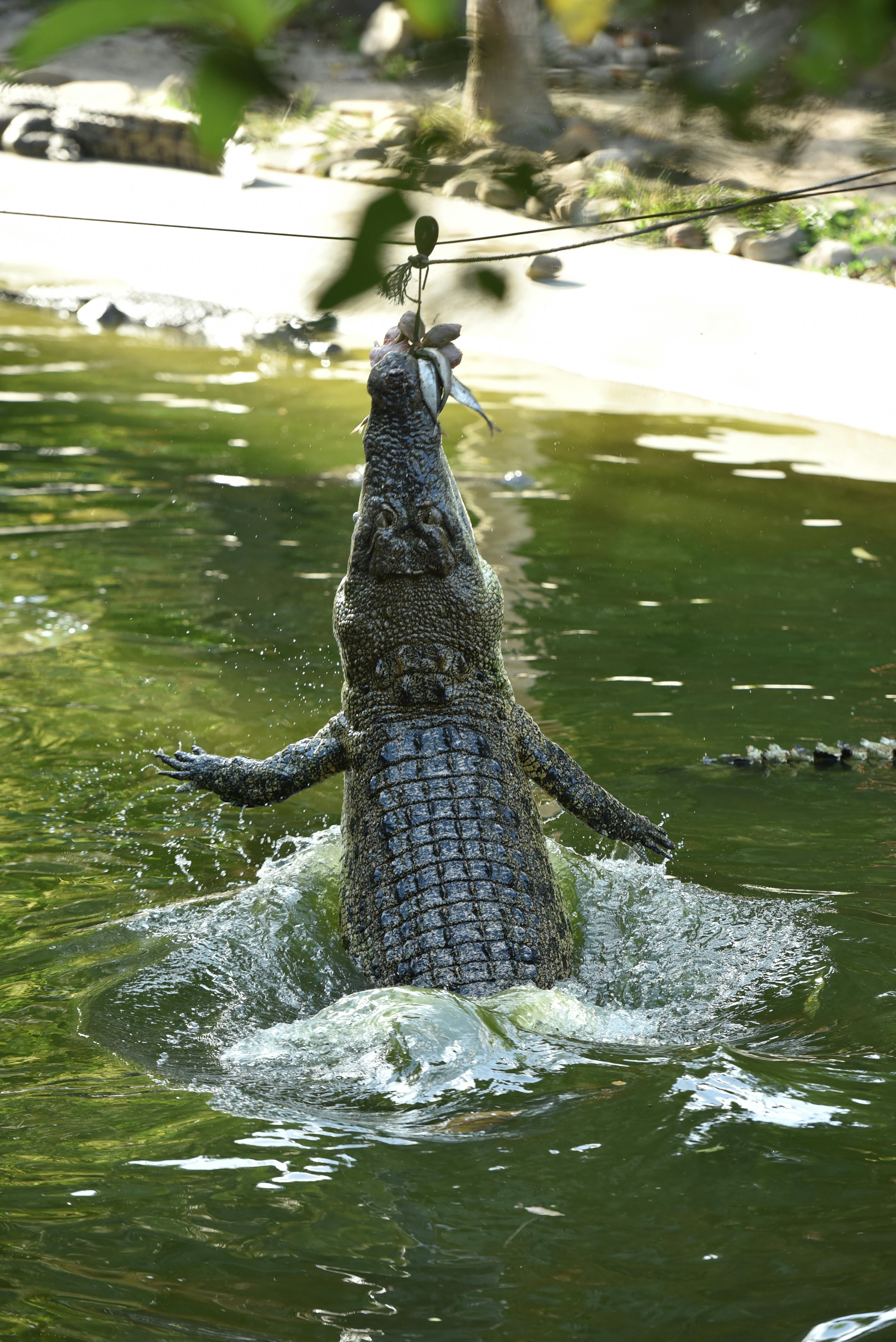 一只鳄鱼跳出水面，抓住悬挂在水面上方绳子上的鱼。