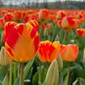 Niekończące się pola tulipanów