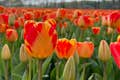Nekonečná pole tulipánů