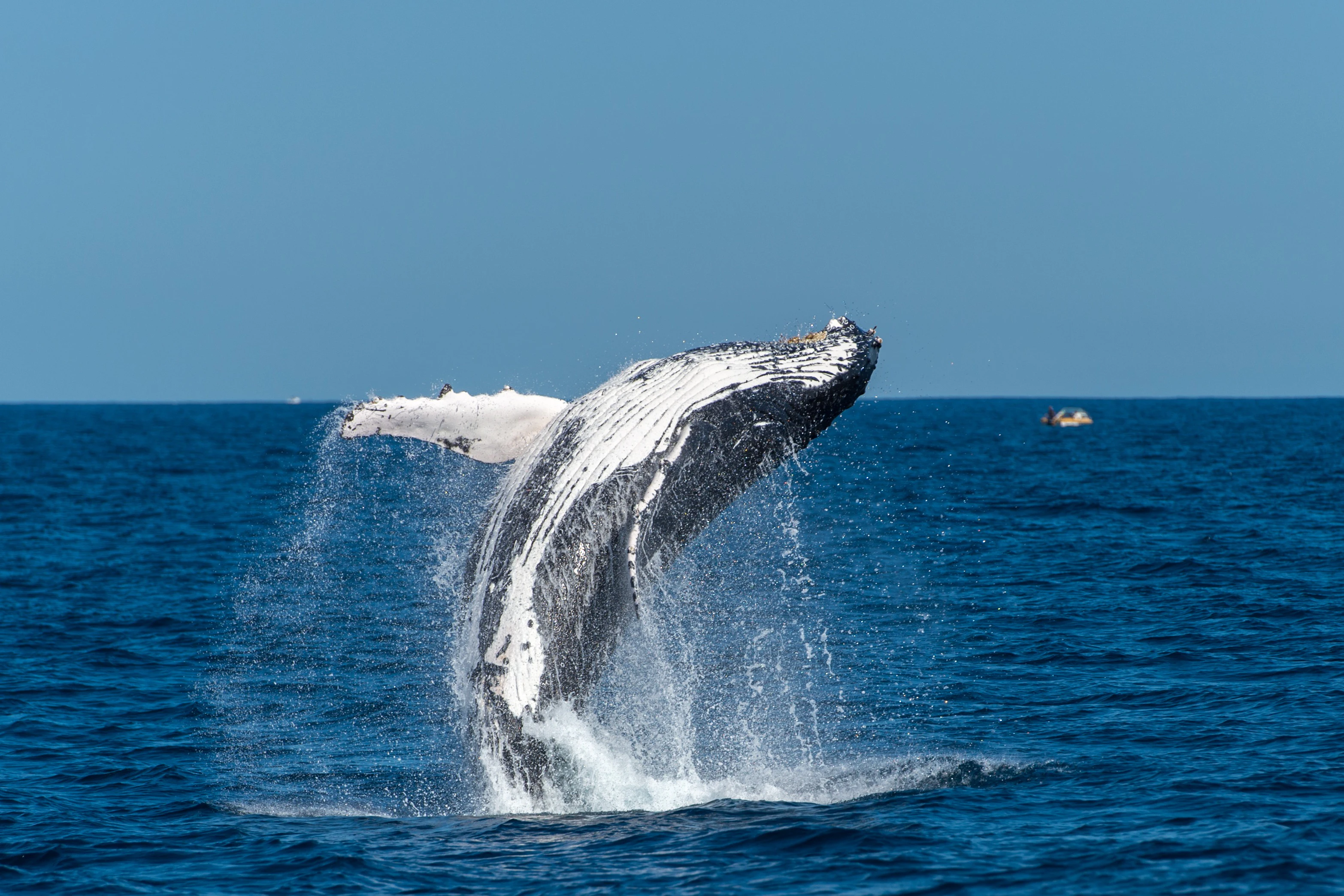 Sydney: Whale Watching Adventure Cruise