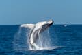 Creuer d'aventura per observar balenes a Sydney