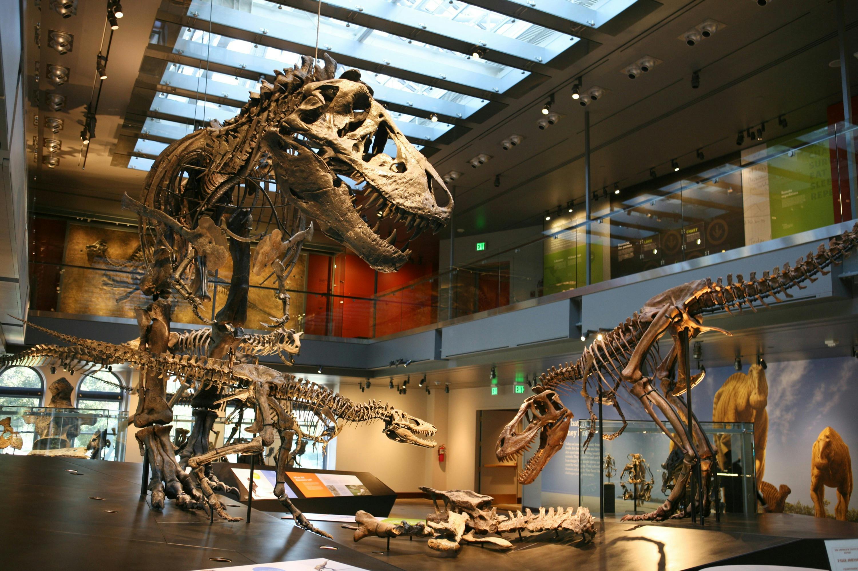 Dinosaur skeleton exhibits displayed in a modern museum with large windows and informational panels.