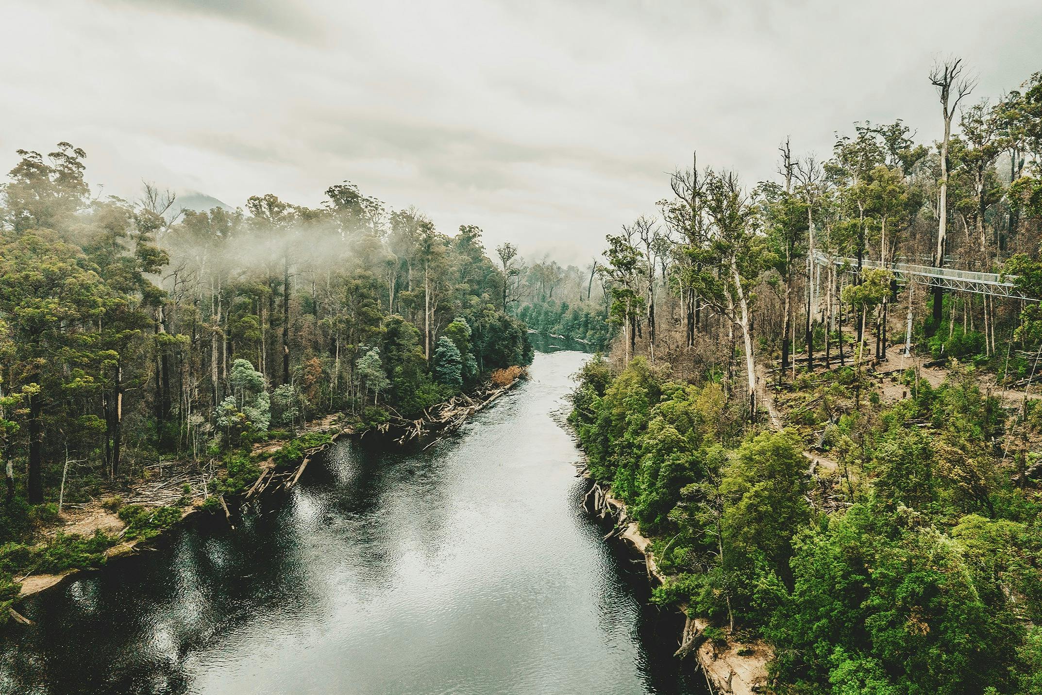 A river flowing through a forest with tall trees and mist in the distance under an overcast sky.