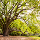 Royal Botanic Gardens Victoria - Melbourne Gardens