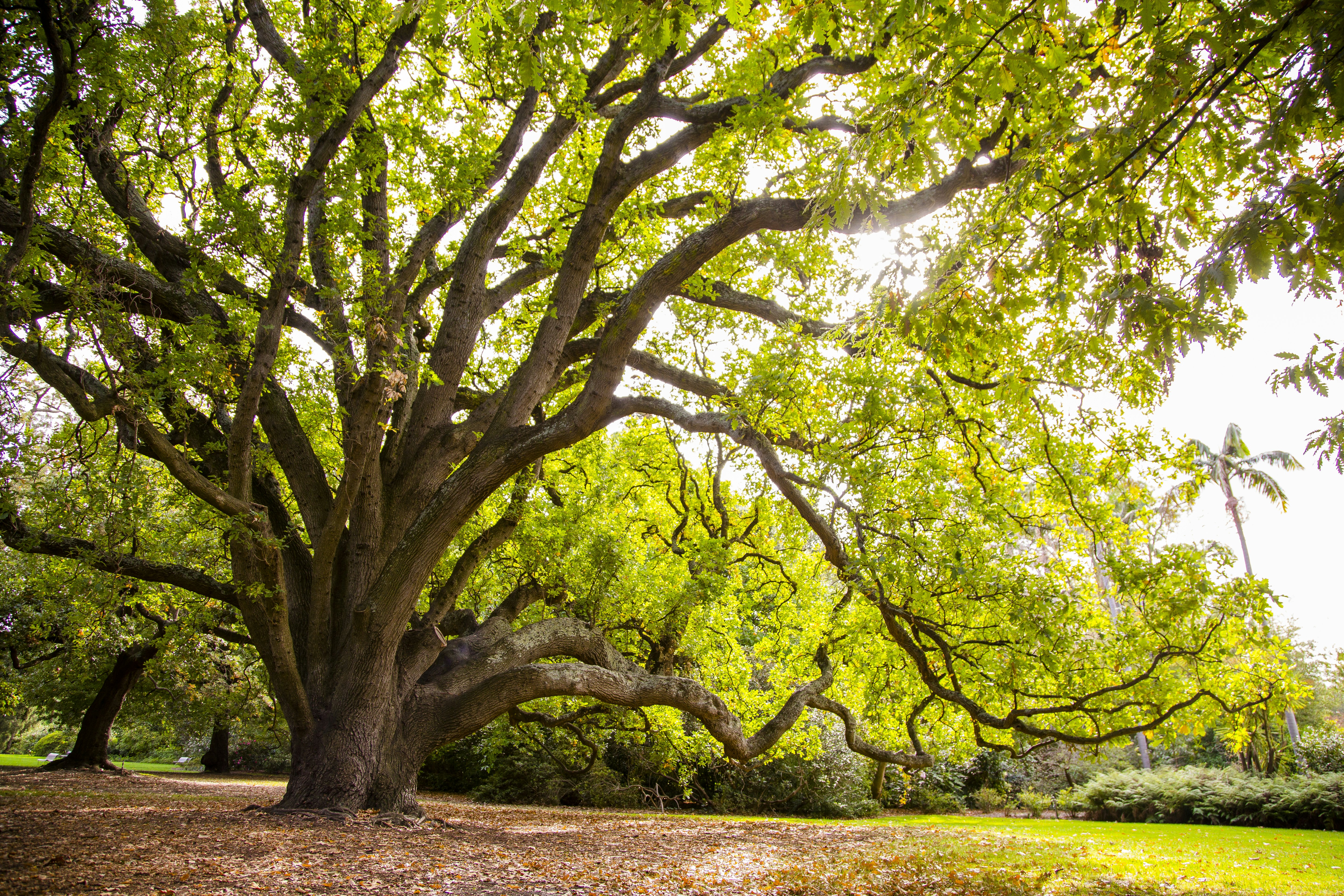 Royal Botanic Gardens Victoria Tickets - Melbourne | Tiqets.com