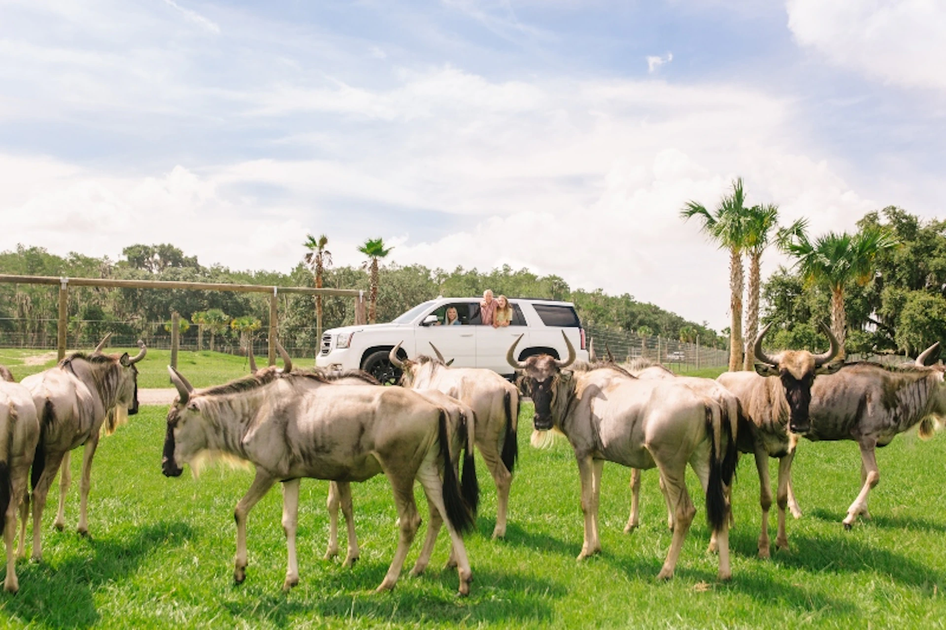 A white SUV is parked on a grassy field with several wildebeests standing nearby. A person is leaning out of the SUV window.