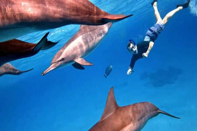 δελφίνια sataya marsa alam 1