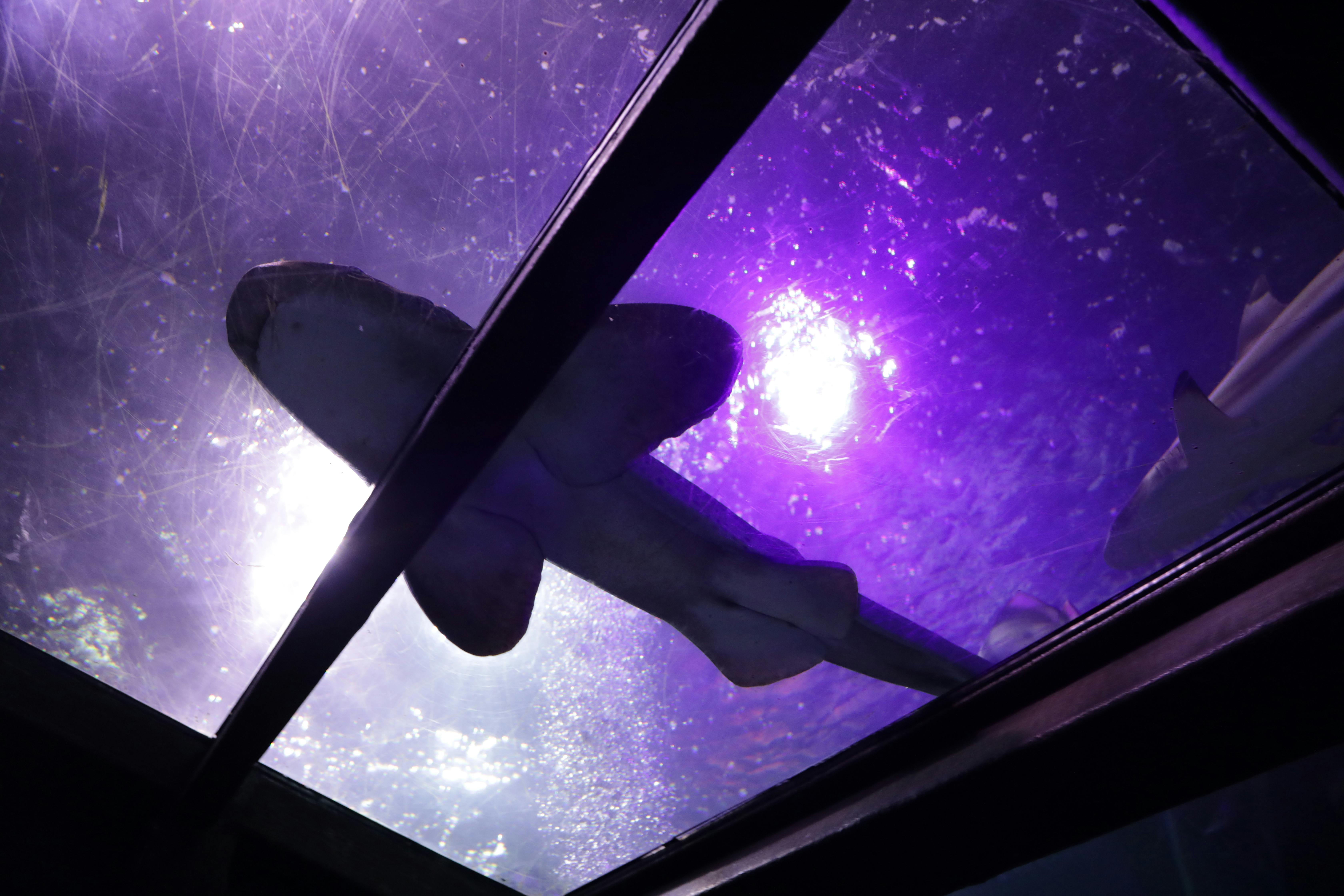 A shark viewed from below through an aquarium glass with purple and white lights reflecting in the water.