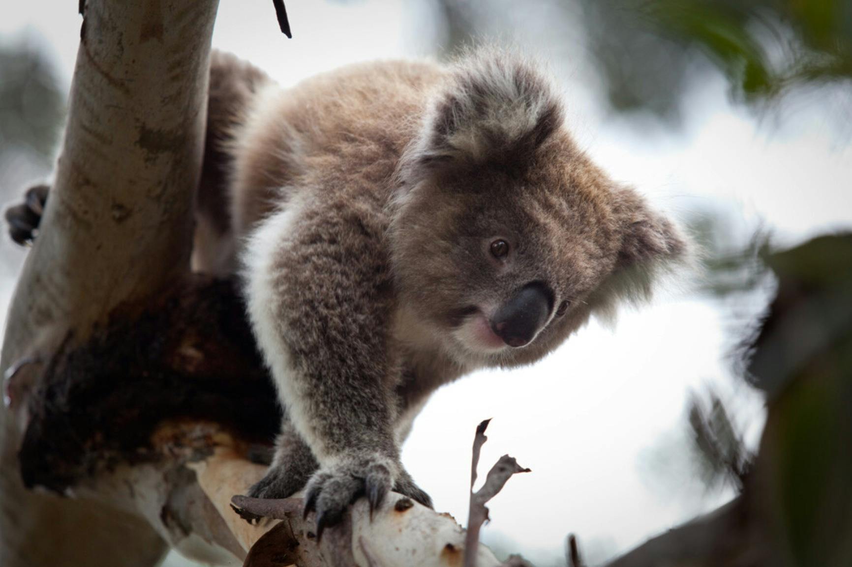 Um koala empoleirado num ramo de árvore, a olhar para baixo, rodeado por folhagem esbatida e um céu brilhante ao fundo.