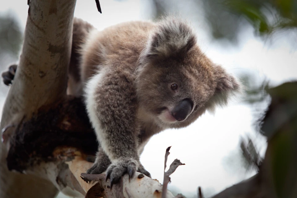 A koala perched on a tree branch, looking down, surrounded by blurred foliage and a bright sky in the background.